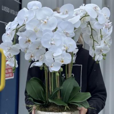 Orchid Arrangement in Vase