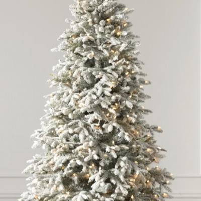 Frosted Fraser Fir®