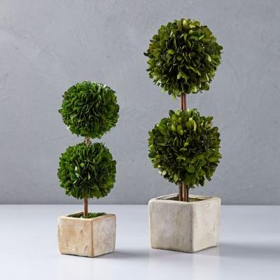 Boxwood Double Topiaries west elm