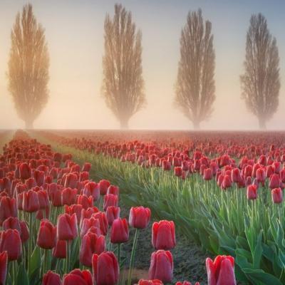 Skagit Valley, Washington, USA