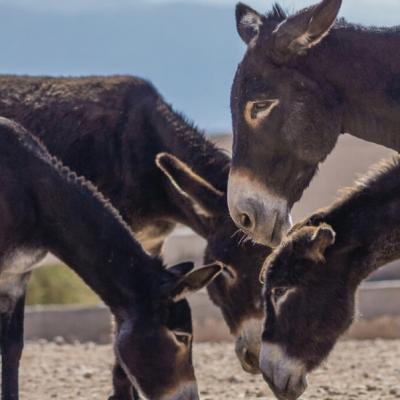 Jarjeer Mule And Donkey Refuge, Marrakesh