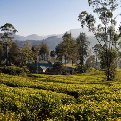 Ceylon Tea Trails hotel - Hill Country - Sri Lanka