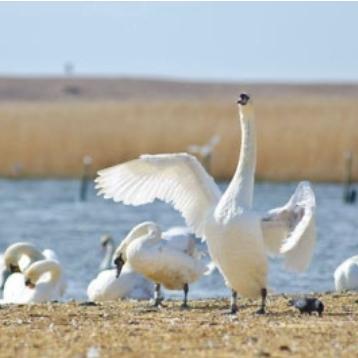 Abbotsbury Swannery, Dorset. UK