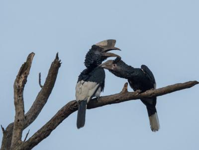 Virunga National Park, Democratic Republic of Congo