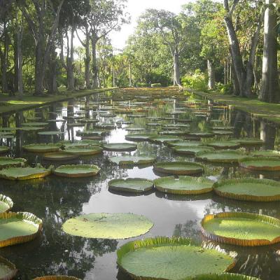 Sir Seewoosagur Ramgoolam Botanical Garden, Pamplemousses, Mauritius