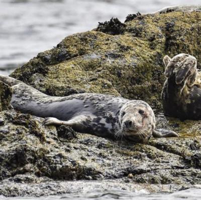 Seal Island, Cornwall