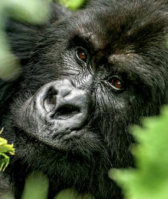 Uganda gorilla safaris in Bwindi National Park, Uganda