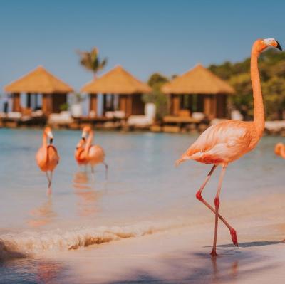 RENAISSANCE ARUBA RESORT & CASINO (Aruba, Caribbean)