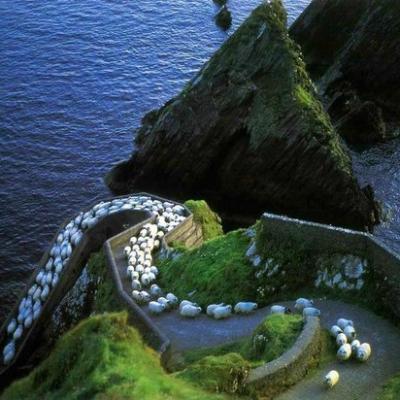 Slea Head (sheep highway) Ireland