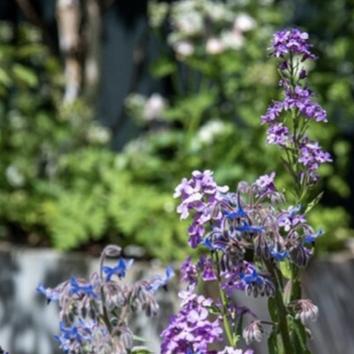 Chelsea Flower Show in London