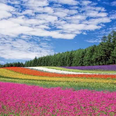 Hokkaido, Japan 
