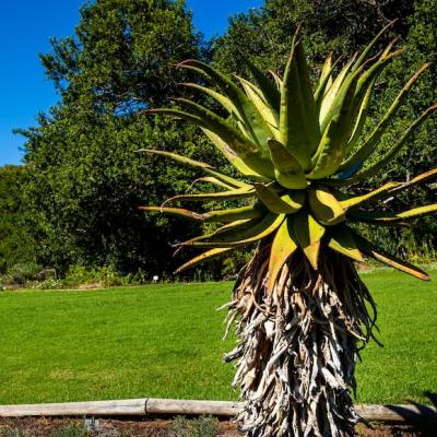 Kirstenbosch Botanical Gardens, Rhodes Drive, Newlands, Cape Town, South Africa
