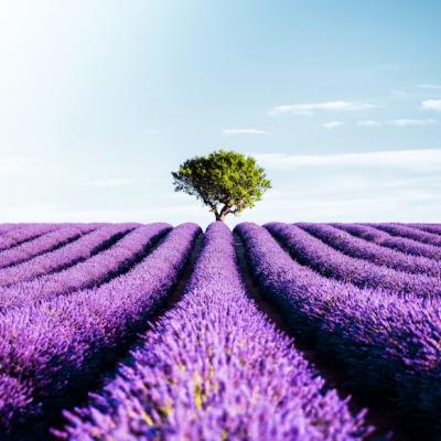 Valensole, Provence, France