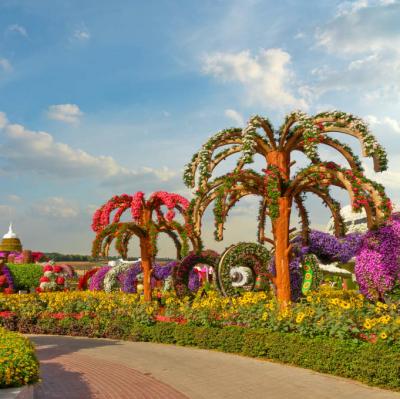 Miracle Garden, Dubai