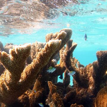 Belize Barrier Reef Reserve System - Belize