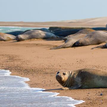 Península Valdés - Argentina