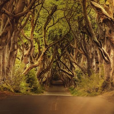 The Dark Hedges, Ballymoney, Northern Ireland