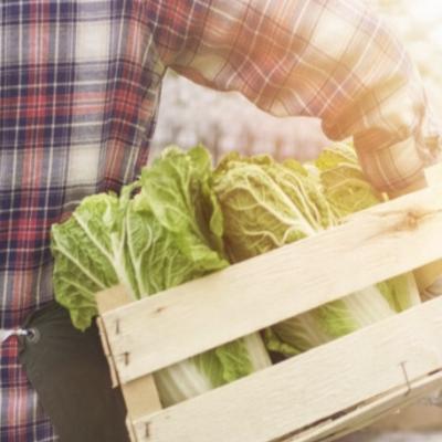 Learn to grow vegetables in a greenhouse