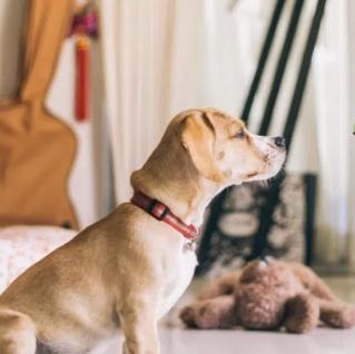 Learn Classical Conditioning  