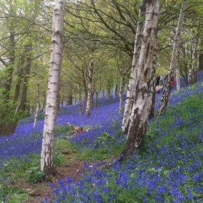 Walk through a bluebell wood