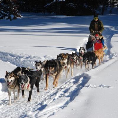 Go dog sledding