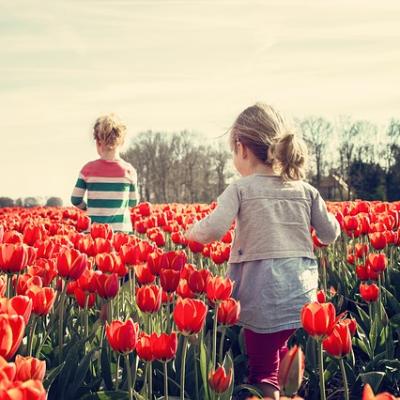 Walk through a field of tulips