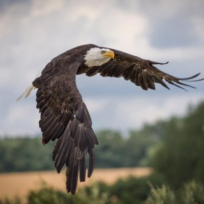 See a Bald Eagle
