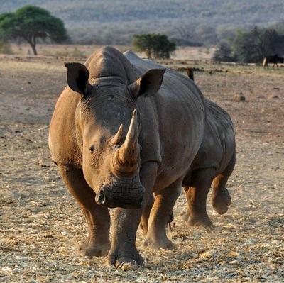 Se a Rhino in the wild