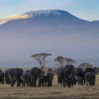 Go on an Kenyan safari