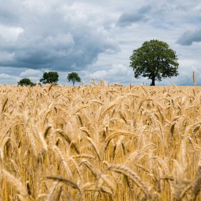Walk through a corn field