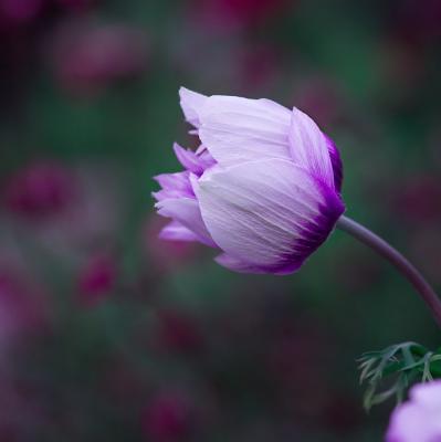 Have a flower named after me