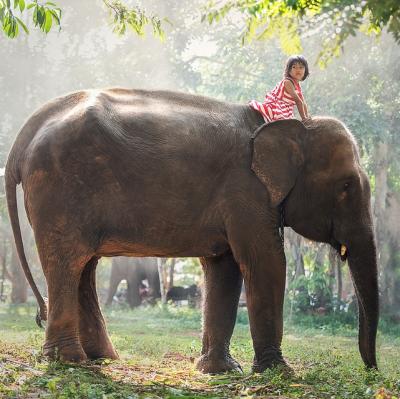 Elephant sanctuary