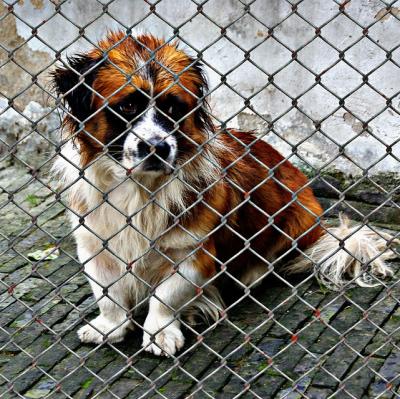 Volunteer at a dog shelter