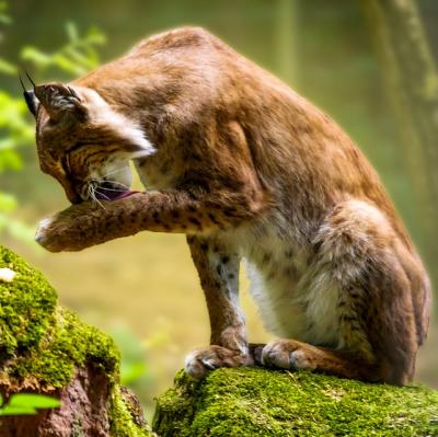 See a Lynx in the wild