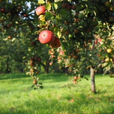 Pick apples fro an orchard