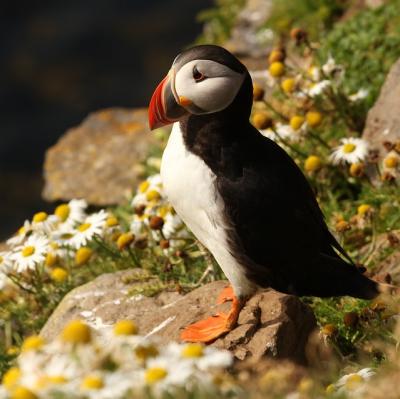 See a puffin in the wild