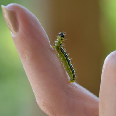 Hold a caterpillar