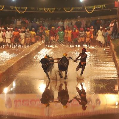 Witness the Kambala buffalo race