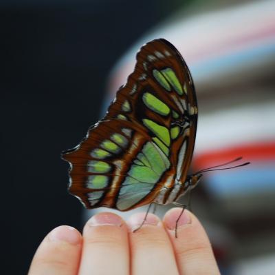 Hold a butterfly on the tip of my finger
