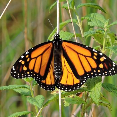 See a Monarch Butterfly