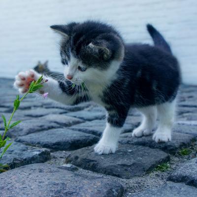 Rescue a kitten