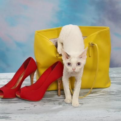 Let a cat out of a bag