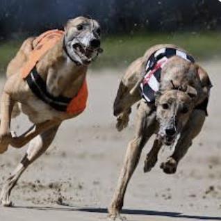 Attend Greyhound racing
