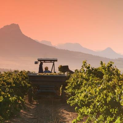 Wine tour in Stellenbosch