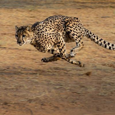 See a cheetah in the wild