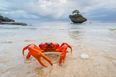 See Red Crab Migration in Christmas Island