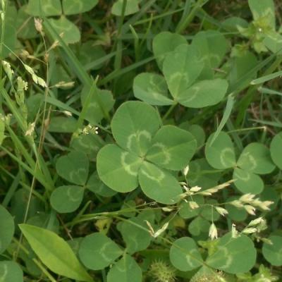 Find a four leaf clover