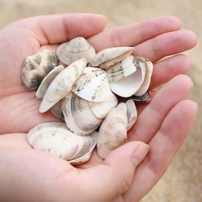 Collect shells from a beach