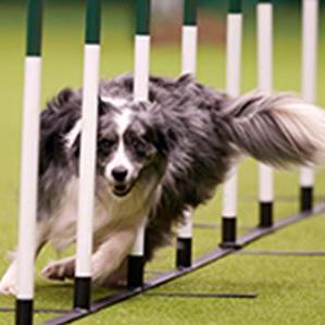 Go to CRUFTS