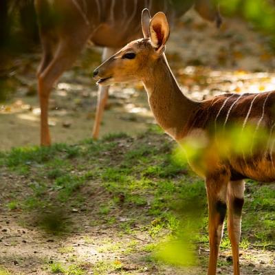 Spot a roe deer in the wild